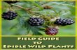 Field Guide to Edible Wild Plants - AMERICA IS MY NAME · Field Guide to Edible Wild Plants 2 ... Poisonous Plants ... America, and Australia. It has a long, bright red stalk that