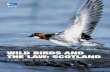 Wild birds and the law Scotland FINAL - The RSPB · WILD BIRDS AND THE LAW: SCOTLAND A plain guide to bird protection ... other words licences to protect