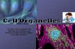 Cell Organelles - Mrs. Evans' PC Sciencemrsevanspcscience.weebly.com/.../1/3/2/5/13259195/cell_organelles.pdf · Cell Organelles Organelle = “little organs ... protein synthesis