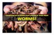 Everything you probably never wanted to know about … you probably never wanted to know about ... Jumping worm, Crazy Worm, Snake Worm, Alabama Jumper ... 2. BIOSECURITY (PRODUCTION