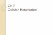 Ch 7 Cellular Respiration - Wikispaces 7 Cell...Cellular Respiration Linked to Photosynthesis-- Equation: 3 Main Processes Glucose Glycolysis Krebs cycle Electron transport Fermentation