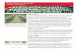 Conservation Techniques for Vegetable Production: Combining ??2017-06-23Conservation Techniques for Vegetable Production: Combining Strip Tillage and Cover Crops 3 Cereal rye termination