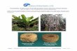 Feasibility of Biomass Fuel Briquettes from Banana Plant …leehite.org/biomass/documents/Feasibility_Biomass_Fuel_Briquettes... · that contribute to making this a unique plant also