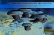 RedeÞning Medicinal Mushrooms - holistichound.comholistichound.com/.../uploads/2016/07/...Mushrooms.pdf · Nammex Organic Mushroom Extracts | 3 RedeÞning Medicinal Mushrooms Executive