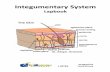 Integumentary System - Knowledge Box Centralknowledgeboxcentral.com/L_INTEG_Sample.pdfThe Integumentary System Lapbook Teacher’s/Study Guide Introduction The integumentary system