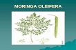 MORINGA OLEIFERAmoringa4more.com/.../2014/07/introduction-for-moringa-oleifera1.pdf · MORINGA OLEIFERA NUTRITIONAL VALUE OF LEAVES AND PODS Analysis of Moringa pods, fresh (raw)