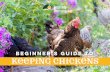 beginner’s Guide to Keeping chickens€™s Guide to Keeping chickens. 2 Animal lovers choose to keep backyard chickens for many different reasons that range from the ordinary to