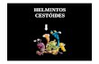 HELMINTOS CESTÓIDES - lineu.icb.usp.brlineu.icb.usp.br/~farmacia/ppt/antigos/Cestoides2011.pdf · Convulsões (50% das NCC) Déficits motores Distúrbios visuais Cefaléia e náuseas