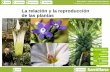 La relación y la reproducción de las plantasiespoetaclaudio.centros.educa.jcyl.es/...reproduccion_plantas.pdf · asexual en plantas Multiplicación artificial en plantas La función