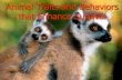 Animal Traits and Behaviors that Enhance Survival - Katy ISDstaff.katyisd.org/sites/mpjh7sci/Important Papers/Genetics/Animal... · Animal Behaviors: Discuss the following pictures