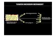 Tumor microenvironment - ULisboa colony stimulating factor (CSF)-1, granulocyte–monocyte ... ex. APRIL (proliferating ... The study of tumor microenvironment, its cellular and molecular