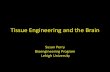 Tissue Engineering and the Brain - Lehigh Universityinbios21/PDF/Fall2011/Perry_09212011.pdf · Tissue Engineering and the Brain ... – Brain/computer interfaces – Vision Restoration