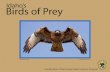 Idaho's Birds of Prey - Idaho Fish and Game | Idaho Fish and … ·  · 2015-12-09them as symbols of nobility, strength, and freedom. The hawk was often represented in ancient Egyptian