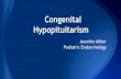 NICU Congenital Hypopit - Division of Neonatology » …€¦ ·  · 2016-11-02• Congenital Hypopituitarism • Etiology • Presentation ... role in orgasm, the ability to trust,