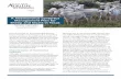 A Haemonchus contortus Management Plan for Sheep … health and wellbeing faced by Texas sheep and goat producers. ... Department of Veterinary Pathobiology, College ... have survived