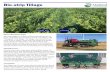 Bio-strip Tillage - mvca.on.ca · Bio-strip Tillage What is Bio-Strip Tillage? io-strip tillage is a practice where alternating rows of cover crop mixes are planted to mimic strip