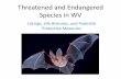 Threatened and Endangered Species in WV - WV …dep.wv.gov/dmr/studies and investigations/Documents/Threatened and... · Threatened and Endangered Species in WV Listings, Life Histories,