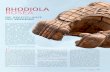 RHODIOLA ROSEA - natur-wissen.com · Am besten probiert man Rhodiola schon bevor Überarbeitung und Überreizung der Nerven auftritt. Was einen dabei stresst, ob Beruf, Kinder, Partner,