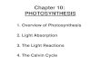Chapter 10: PHOTOSYNTHESIS - Untitled Page chapter...  Chapter 10: PHOTOSYNTHESIS 2. ... other organic