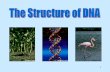 DNA by the Numbers - Mr. Aitken's Biology Classaaitken.weebly.com/uploads/5/5/7/4/55745595/dna_structure.pdf · DNA by the Numbers •Each cell has ... 3 DNA •DNA is often ... Why