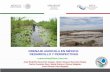 DRENAJE AGRICOLA EN MÉXICO: DESARROLLO Y …comeii.com/comeii2017/assets/documentos/ponencias/presentacion/... · Parcela con drenaje subterráneo controlado con cultivo de caña