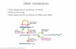 RNA metabolism - WordPress.com 05, 2017 · RNA metabolism  • DNA dependent synthesis of RNA • RNA processing • RNA dependent synthesis of RNA …