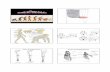 Bipedalism Foramen Magnum - Anthropology and... · Bipedalism Foramen Magnum Knee Comparisons 3 - 4 mya ... of early hominids Photographs by David Brill Homo heidelbergensis …
