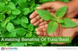 Amazing Benefits Of Tulsi/Basil - sastasundar.com · 2017-10-09 · Amazing Benefits Of Tulsi/Basil. 3 The extract obtained from Tulsi plants is used to cure various diseases such