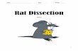 Rat Dissection - Katy ISDstaff.katyisd.org/sites/khspapbio/PreAP Biology Documents... · 2016-05-10 · Rat Dissection Pre-Lab The Norway rat, ... What are the differences between