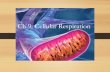 Ch 9: Cellular Respiration - Sintich Science - Homesintichscience.weebly.com/.../ch9_cellular_respiration16.pdf · 2016-01-25 · Ch 9: Cellular Respiration . Cellular Respiration