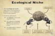 Ecological Niche - sciencewithmrsb.comsciencewithmrsb.com/wp-content/uploads/2016/09/Ecosystems_Niches...Ecological Niche Adaptations Activity patterns ... Examples of abiotic factors