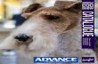 TABLE OF CONTENTS - rasnsw.com.au · bernese mountain dog 110 . bichon frise 31 . ... cairn terrier 50 . cane corso 113 . cavalier king charles spaniel 32 . chesapeake bay retriever