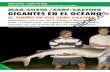 GIGANTES DDEL OOCÉANO: EEL SSUEÑO DDE …solopescaonline.es/articulos/mar/surfcasting/gigantes.pdfpescando directamente en el océano... Desde las grandes rayas hasta los peces sierra