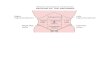 Abdomen: Surface Anatomy and Peritoneum - TTFNttfn.net/podcasts/IA024.pdf · Abdomen: Surface Anatomy and Peritoneum. REGIONS OF THE ABDOMEN Right hypochondrium ... RETROPERITONEAL