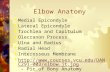 [PPT]Elbow Anatomy - Radford University | Virginia | Best in the ... 2011/ESHE 201... · Web viewArial Narrow Arial Wingdings Times New Roman Factory 1_Factory Elbow Anatomy PowerPoint