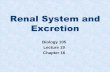 Renal System and Excretion - Napa Valley College 19 - Renal...Renal System Digestive system ... What are the functions of the renal system? What are the organs of the renal system