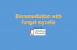 Bioremediation with fungal mycelia - RPIC-IBIC · Bioremediation with fungi ... biodegradation for toxin removal ... • Due to the considerable differences between fungal strains