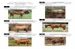 Hip #'s 1-50 Consignor: Rusten Smith - Oklahoma Horse Fairokhorsefair.com/pdf_2017-fall/2017FallHorseSaleCatalog_Pics.pdf · Dun Grade Pony Mare DOB: 2008 Consignor: Lohman Ranch