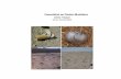 Convention on Cluster Munitions - United Nations …httpAssets)/577805...Convention on Cluster Munitions Reporting formats for article 7 of the Convention on Cluster Munitions State