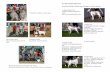 SESS 2006 CHAMPIONSHIP SHOW Kennel Club Challenge ... · SESS 2006 CHAMPIONSHIP SHOW Kennel Club Challenge Certificate Dogs Dog Judge Mrs J Barlow (Sondrew) 1. ... Michael Winch …