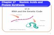 Chapter 17 Nucleic Acids and Protein Synthesis · 2014-11-14 · A. 3 Ribosomes move along mRNA, ... Chapter 17 Nucleic Acids and Protein Synthesis . 30 ... • produce defective