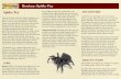 Bestiary: Spider Fey Spider Fey ENCOUNTERS · Bestiary: Spider Fey 1 Spider Fey Deep in the heart of the Fey realms, nothing is ever quite as it seems. ... Spider Goddess Lolth herself,