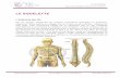 Article Le Squelette en Pilates Alliance Francophone Rte de Schiffenen 13, CH-1700 Fribourg « Le Squelette» Issu de de l’Atelier Haute Couture 2016 LE SQUELETTE L’anatomie des