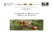 Suffolk’s Harvest Mice in Focus - suffolkwildlifetrust.org · The overall aim of this project is to find out if barn owl pellets are an effective way to ... 6 Suffolk‟s Harvest