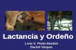 Lactancia y Ordeño - Universidad Central de Venezuela · 2013-01-09 · mecánico y el manual con o sin becerro Ordeño mecánico Ordeño manual Variable Sin apoyo Con apoyo Sin