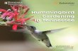 Hummingbird Gardening In Tennessee .Hummingbird Gardening In Tennessee ... Internet Website Resources