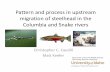 and process in upstream of steelhead in the Columbia and ... · migration of steelhead in the Columbia and Snake rivers ... Hatching-emergence Rapid growth Parr-smolt ... Catastrophe.