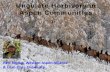 Ungulate Herbivory in Aspen Communities - USU …forestry.usu.edu/files-ou/Ungulates_BLM_webinar_2012full.pdfUngulate Herbivory in Aspen Communities ... Examples Disturbance: ... A