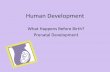 What Happens Before Birth: Prenatal Development PPT… · –Placenta and umbilical cord ... abnormalities of neural tube; ... What Happens Before Birth: Prenatal Development PPT(tm)