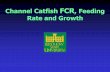 Channel Catfish FCR, Feeding Rate and Growth · Channel Catfish FCR, Feeding Rate and Growth . Out of Print . FCR & % Body Weight (BW) consumed for channel catfish ... 1.15 1.05 .